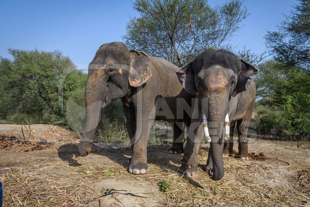 Captive Indian or Asian elephants, chained up at Hathi Gaon elephant village, Jaipur, Rajasthan, India, 2022