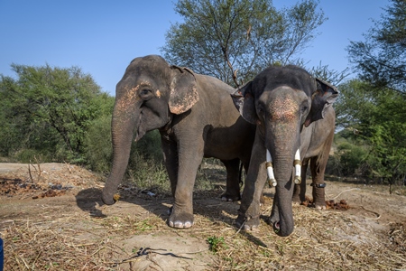 Captive Indian or Asian elephants, chained up at Hathi Gaon elephant village, Jaipur, Rajasthan, India, 2022