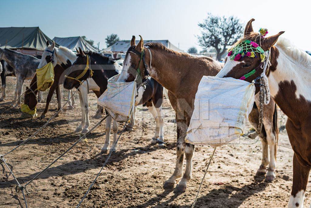 Indian horses with nosebags eating at Nagaur Cattle Fair, Nagaur, Rajasthan, India, 2022