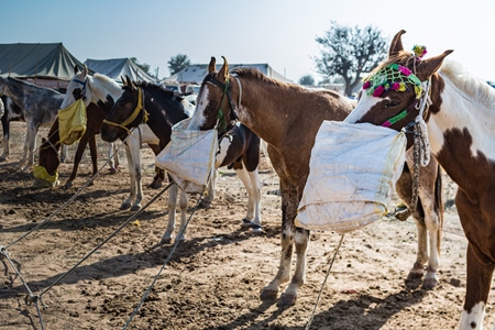 Indian horses with nosebags eating at Nagaur Cattle Fair, Nagaur, Rajasthan, India, 2022