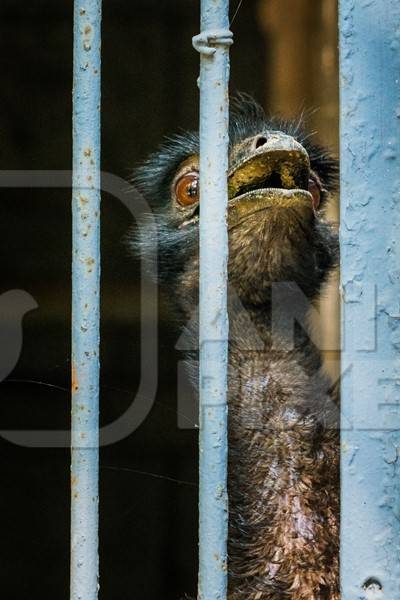 Emu in captivity with tattered feathers looking through bars of dirty cage