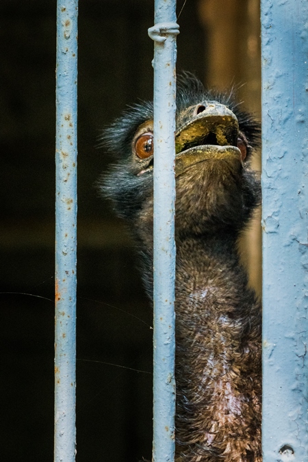 Emu in captivity with tattered feathers looking through bars of dirty cage