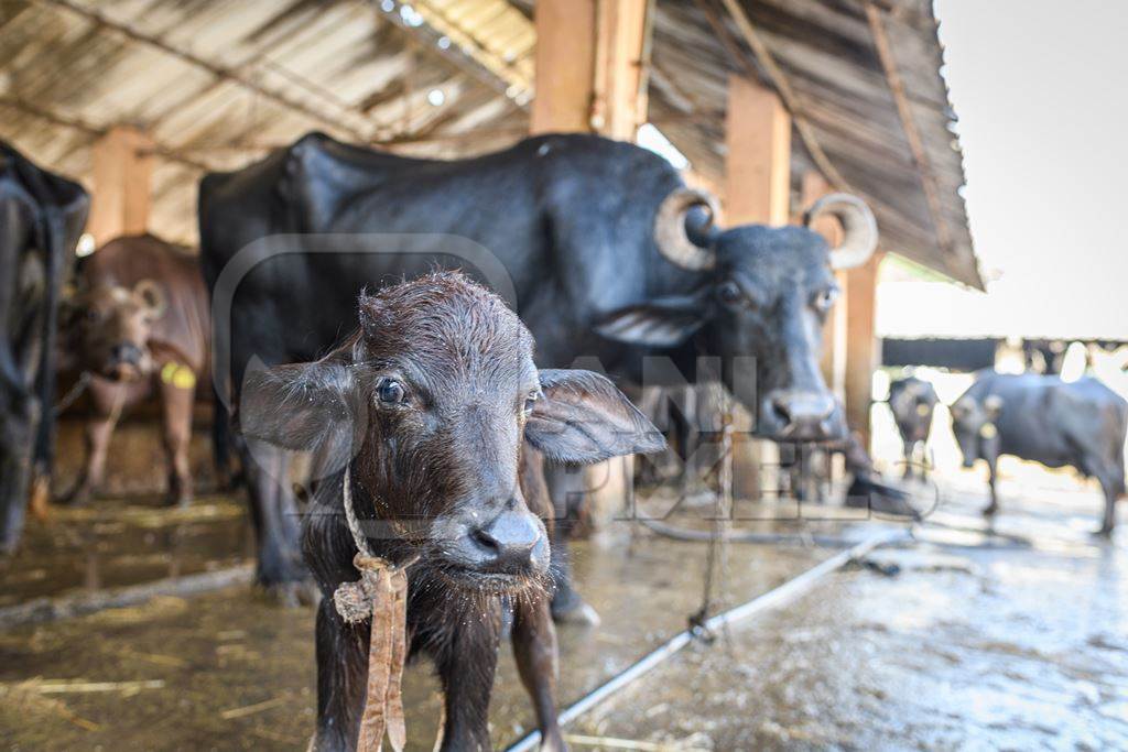 Indian buffaloes tied up in a line in a concrete shed on an urban dairy farm or tabela, Aarey milk colony, Mumbai, India, 2023