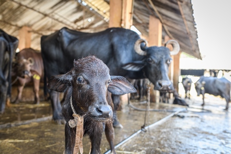 Indian buffaloes tied up in a line in a concrete shed on an urban dairy farm or tabela, Aarey milk colony, Mumbai, India, 2023