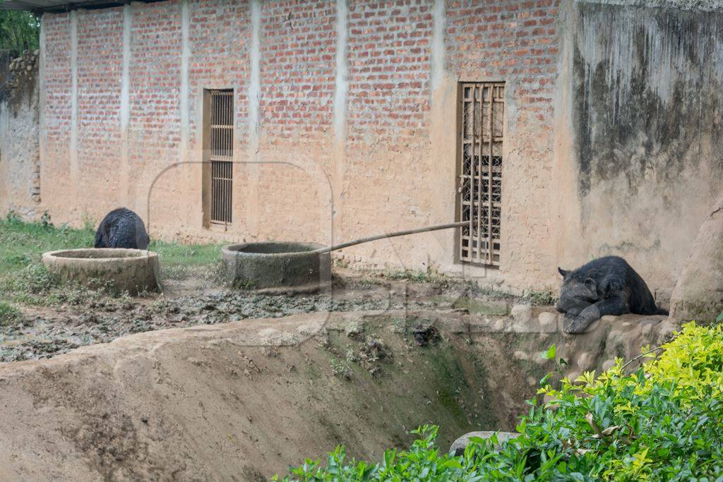 Indian Himalayan black bears captive in a bear pit at Assam state zoo in Guwahati in India