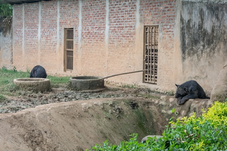 Indian Himalayan black bears captive in a bear pit at Assam state zoo in Guwahati in India