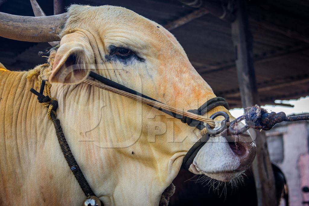 Large humped bull or bullock with coloured powder tied up with rope in nose  : Anipixels