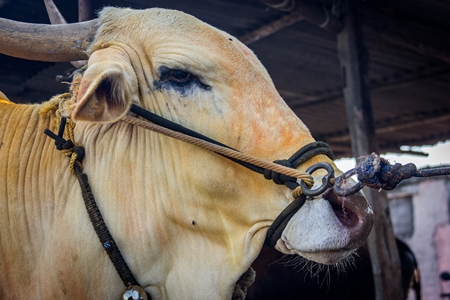 Large humped bull or bullock with coloured powder tied up with rope in nose