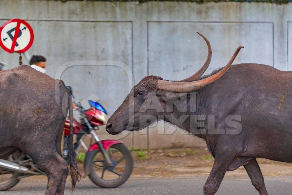Herd of Indian buffaloes with large horns from a dairy farm walking along the road or street with traffic in a city in Maharashtra in India