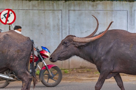 Herd of Indian buffaloes with large horns from a dairy farm walking along the road or street with traffic in a city in Maharashtra in India