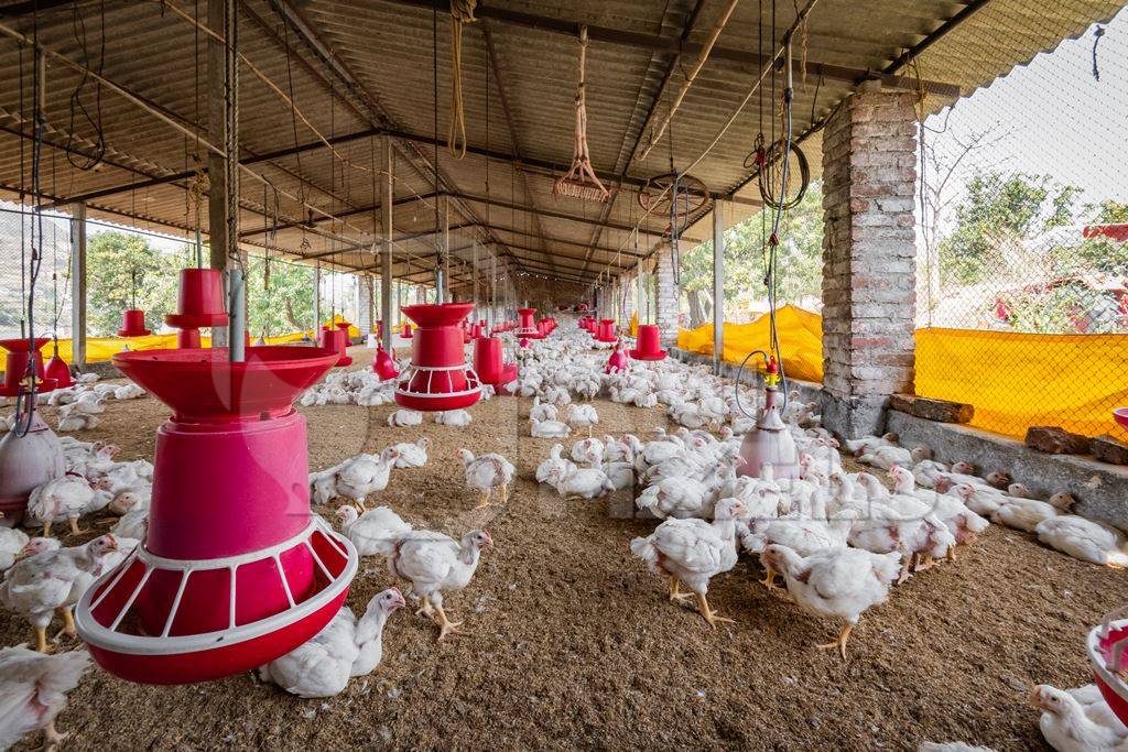 Indian broiler chicken shed on a poultry farm in Maharashtra in India, 2021