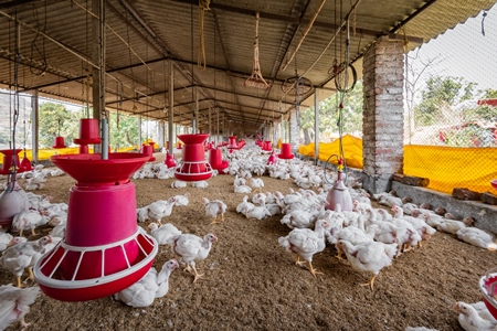 Indian broiler chicken shed on a poultry farm in Maharashtra in India, 2021