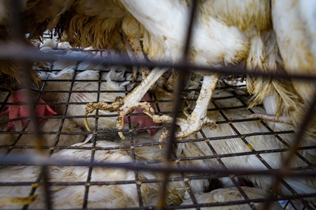 Indian broiler chickens with overgrown nails standing on wire cage floors at Ghazipur murga mandi, Ghazipur, Delhi, India, 2022