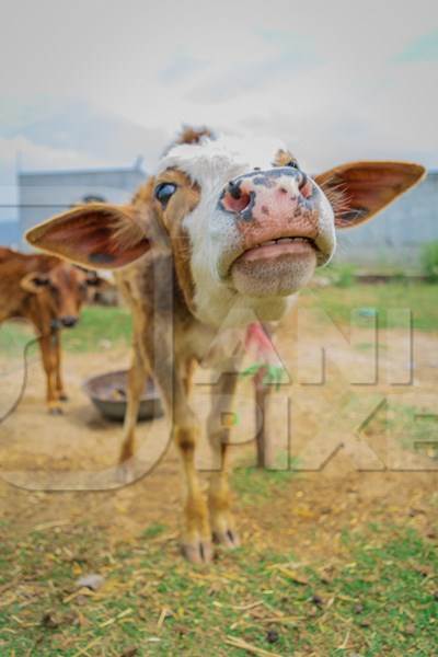 Brown Indian cow calf tied up on a rural dairy farm in a village, India, 2016