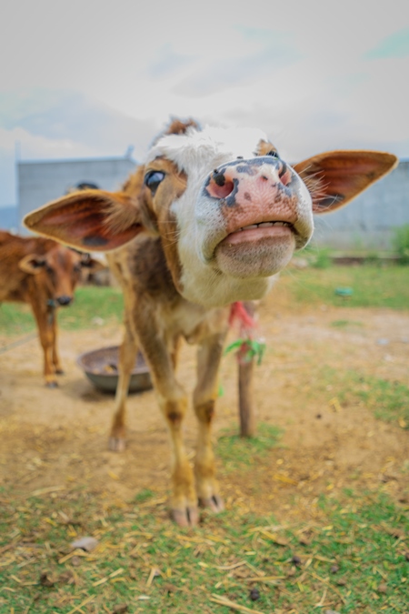 Brown Indian cow calf tied up on a rural dairy farm in a village, India, 2016