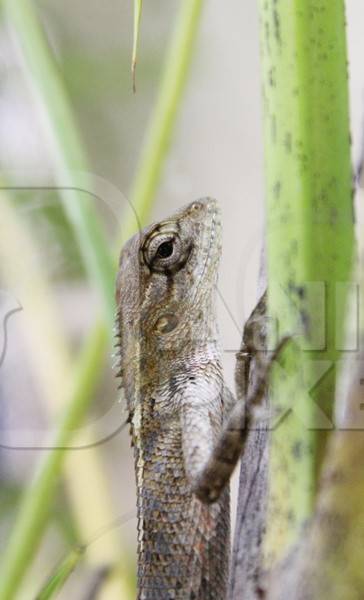 Small lizard sitting on a plant stalk