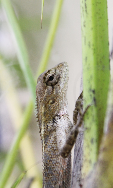 Small lizard sitting on a plant stalk