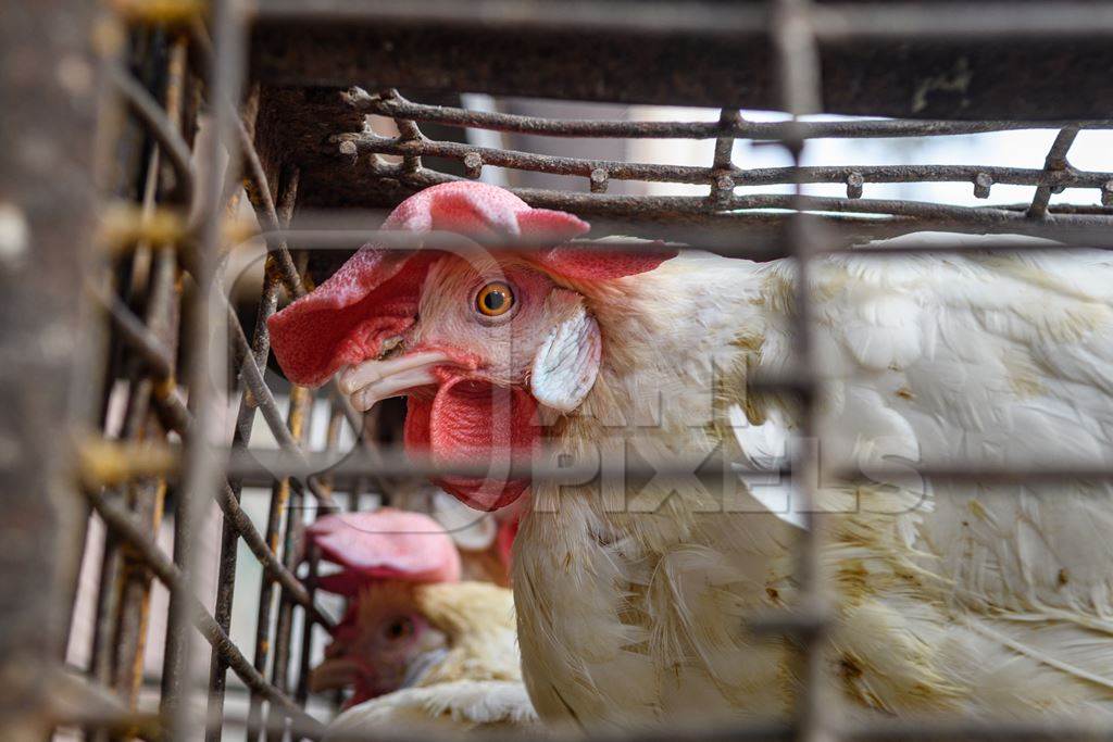 Close up of Indian broiler chickens stacked in cages outside a small chicken shop in Jaipur, India, 2022