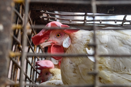 Close up of Indian broiler chickens stacked in cages outside a small chicken shop in Jaipur, India, 2022