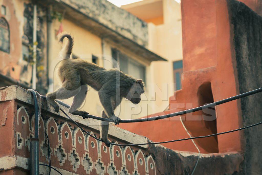 Indian macaque monkey walking on cables in the urban city of Jaipur, Rajasthan, India, 2022