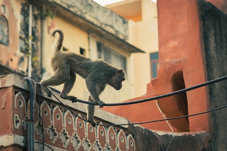 Indian macaque monkey walking on cables in the urban city of Jaipur, Rajasthan, India, 2022