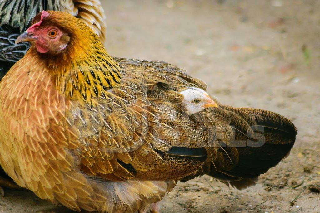 Small baby chick peeping out from mother hen
