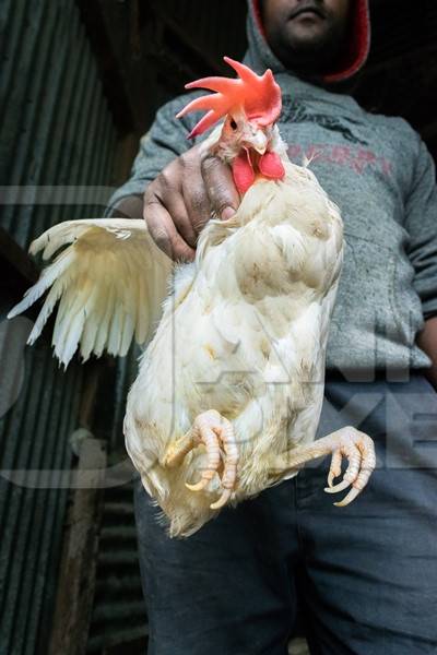 Man holding up large white chicken for sale at a chicken market