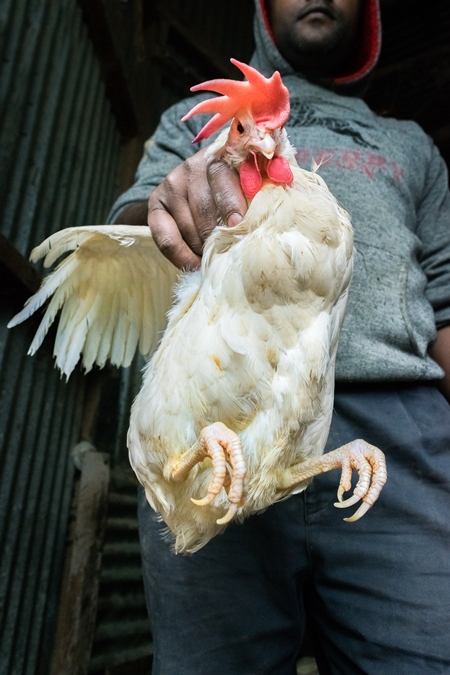 Man holding up large white chicken for sale at a chicken market