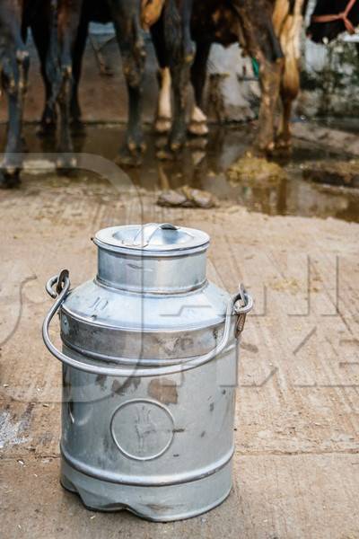 Dairy cows standing in a line with metal milk cans in an urban dairy in Maharashtra