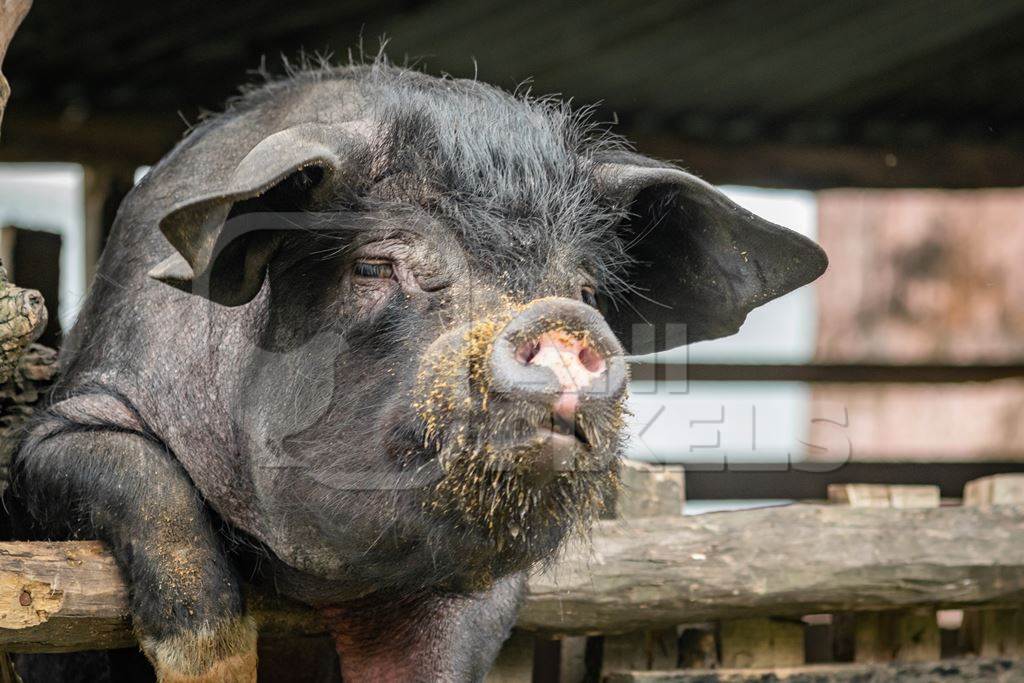 Solitary farmed Indian pig kept in wooden pigpen on a rural pig farm in Nagaland, India, 2018