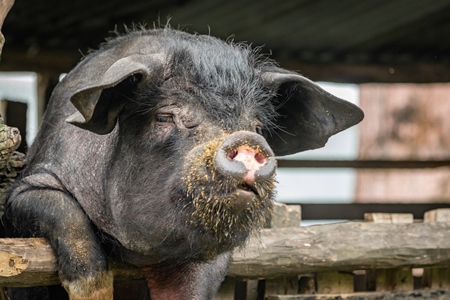 Solitary farmed Indian pig kept in wooden pigpen on a rural pig farm in Nagaland, India, 2018