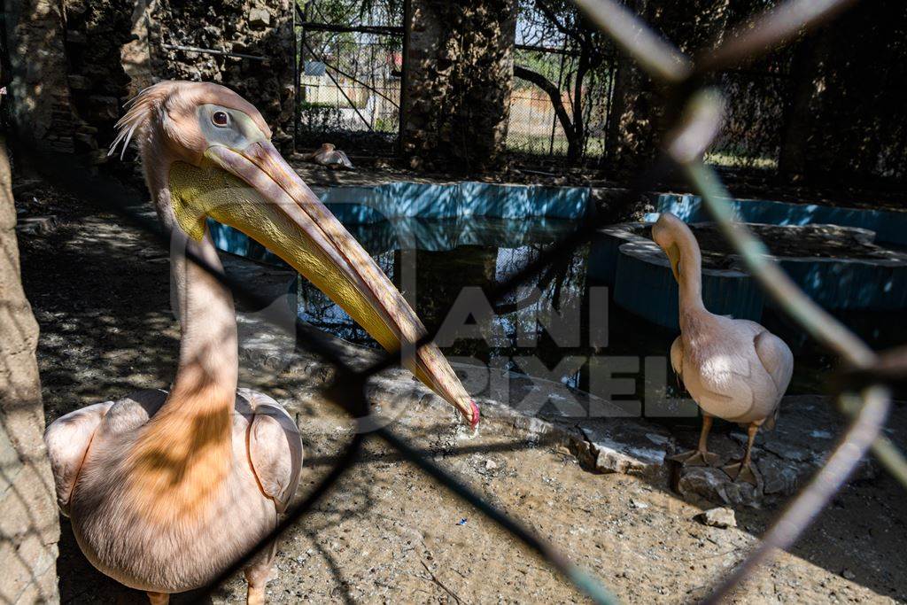 Pelicans in a dark and dilapidated enclosure with dirty pond at Jaipur zoo, Rajasthan, India, 2022