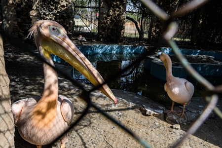 Pelicans in a dark and dilapidated enclosure with dirty pond at Jaipur zoo, Rajasthan, India, 2022