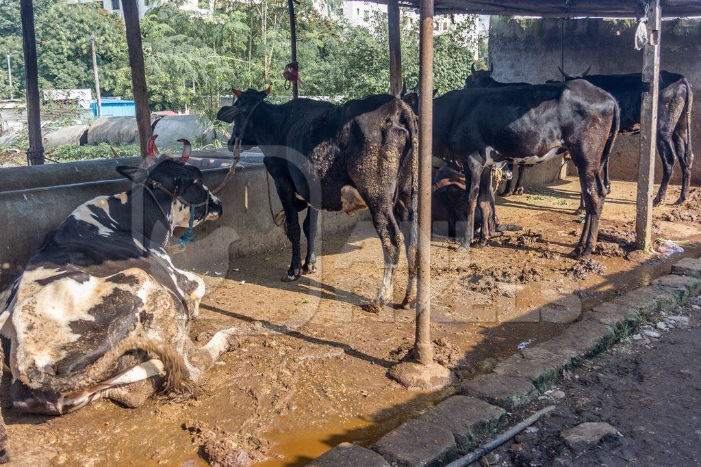Dairy cows in a dirty stall in an urban dairy