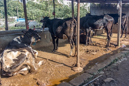 Dairy cows in a dirty stall in an urban dairy