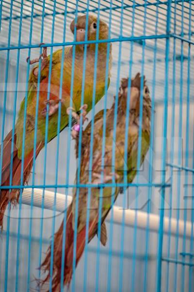 Green cheek conure parrot exotic birds on sale as pets in cage at Crawford pet market in Mumbai