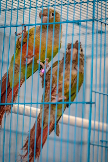 Green cheek conure parrot exotic birds on sale as pets in cage at Crawford pet market in Mumbai