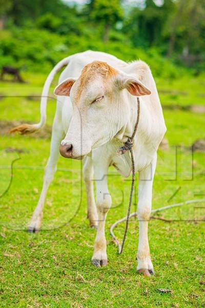Cream Indian cow in field on dairy farm in Assam, India