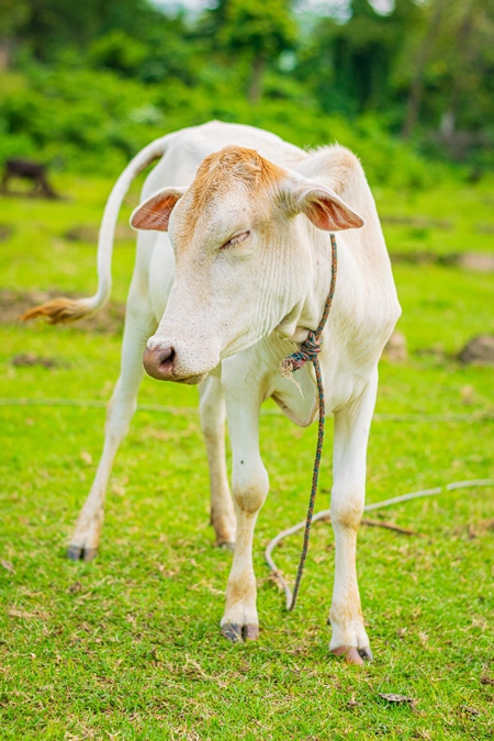 Cream Indian cow in field on dairy farm in Assam, India