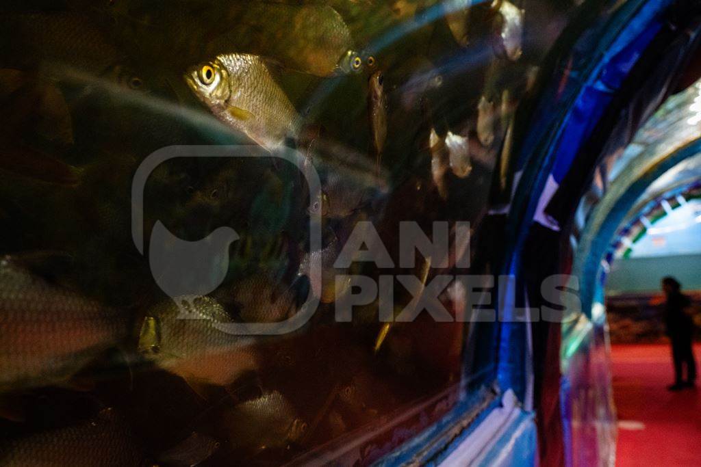 Many fish packed in a tank at an underwater fish tunnel expo aquarium in Pune, Maharashtra, India, 2024