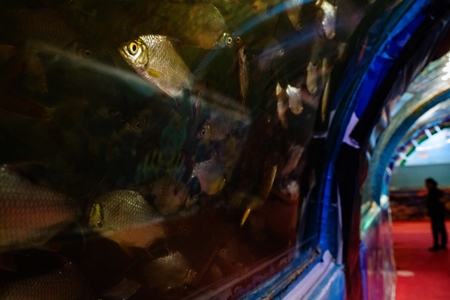 Many fish packed in a tank at an underwater fish tunnel expo aquarium in Pune, Maharashtra, India, 2024