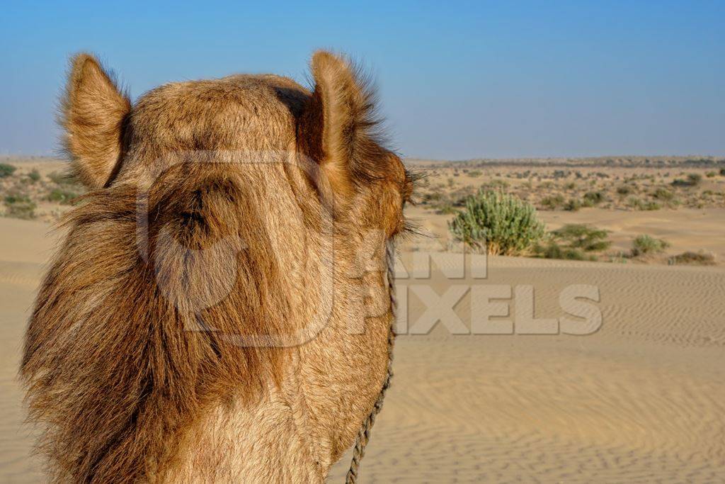 Head of camel used for tourist rides