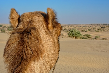 Head of camel used for tourist rides