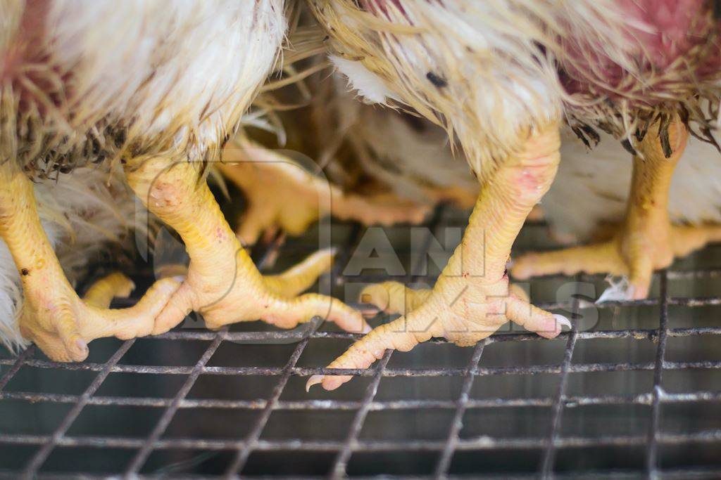 Feet of broiler chickens packed into a cage at a chicken shop