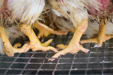 Feet of broiler chickens packed into a cage at a chicken shop