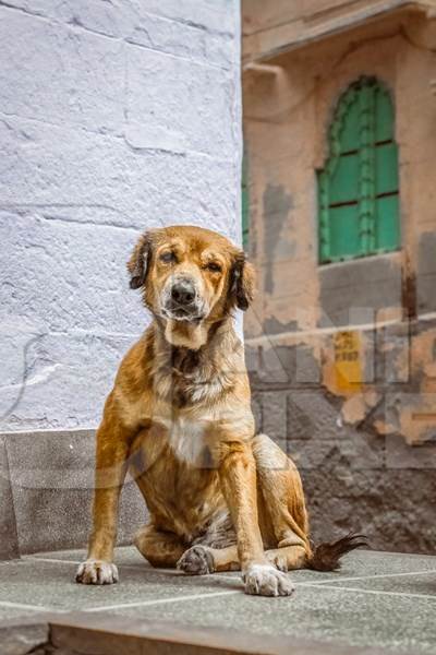 Old Indian street dog or Indian stray pariah dog, Jodhpur, Rajasthan, India, 2022