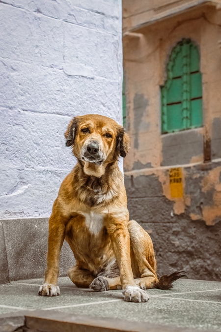 Old Indian street dog or Indian stray pariah dog, Jodhpur, Rajasthan, India, 2022