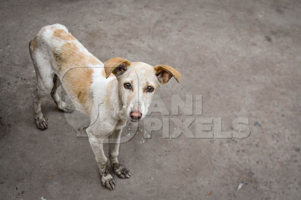 Indian street dog or stray pariah dog puppy, Jodhpur, India, 2022