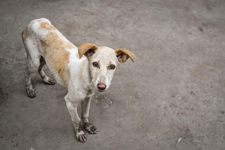 Indian street dog or stray pariah dog puppy, Jodhpur, India, 2022