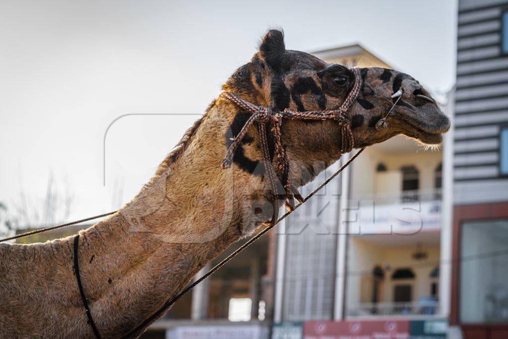 Head of working camel with patterned face in harness standing on urban city street